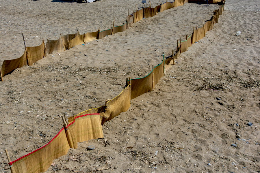 Этот импровизированный "коридор" устраивают для детёнышей черепах каретта-каретта, чтобы они, выбравшись из гнезда, благополучно добрались до моря.