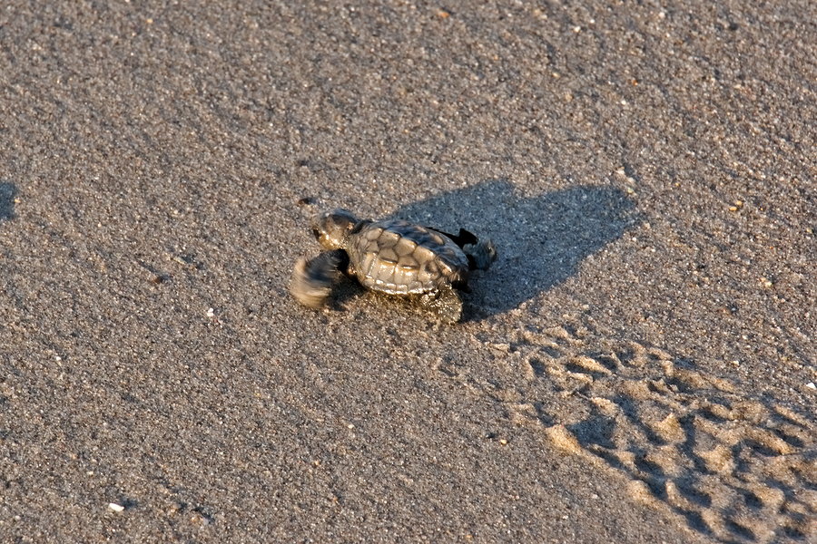 Детёныш черепахи каретта-каретта на Крите