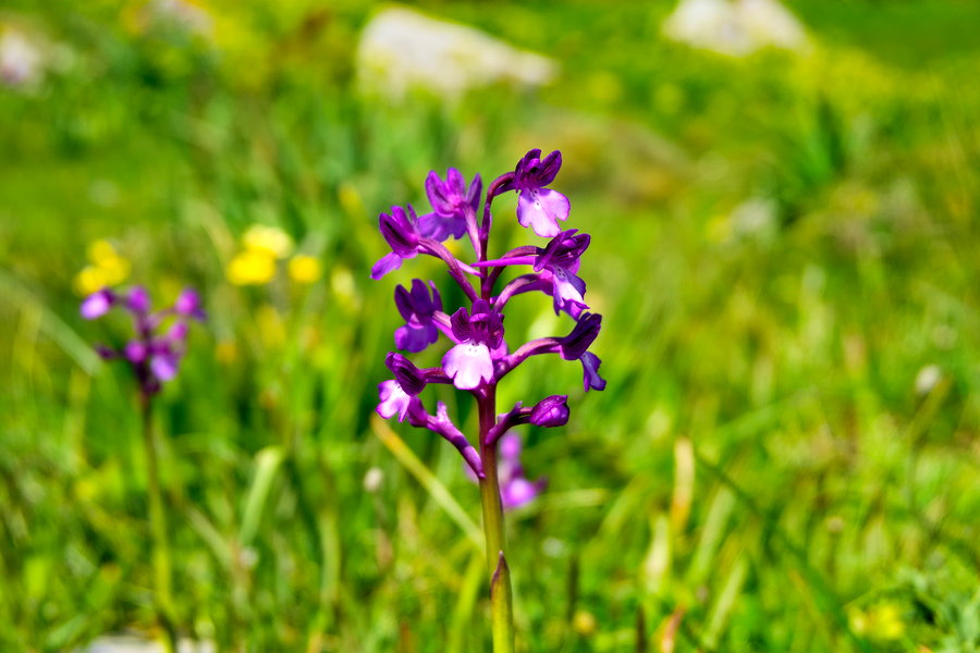 Дикая Орхидея на Крите -  Ятрышник рыхлоцветный 