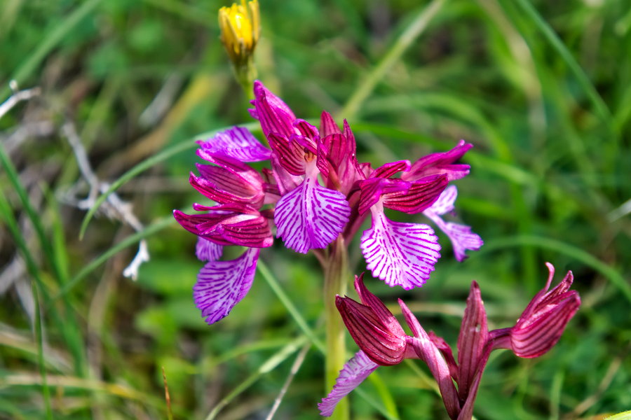 Остров Крит в апреле. Дикая орхидея бабочка Anacamptis papilionacea